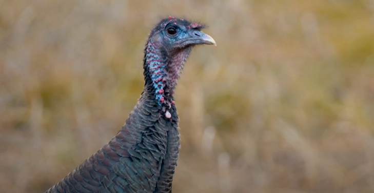 【暗視スコープ】フルカラーナイトビジョン サイオニクス オーロラプロ（SIONYX AURORA PRO）