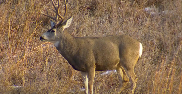 【暗視スコープ】フルカラーナイトビジョン サイオニクス オーロラプロ（SIONYX AURORA PRO）