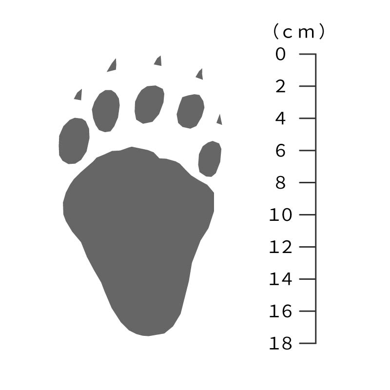 クマの足跡サイズ