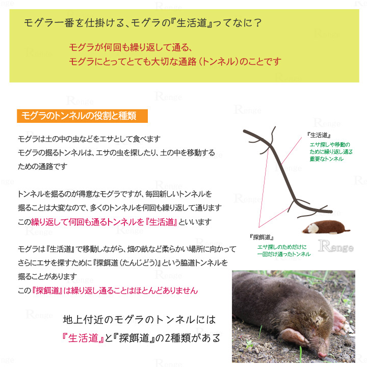 モグラ一番　生活動とは