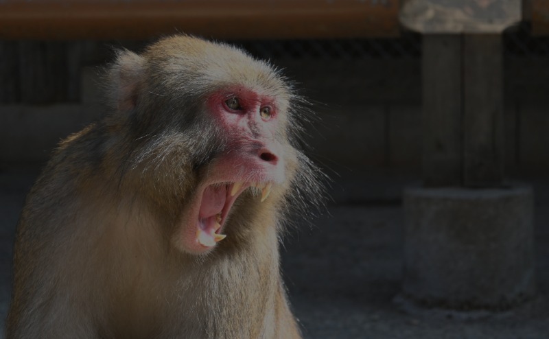 野生動物の捕獲・保護