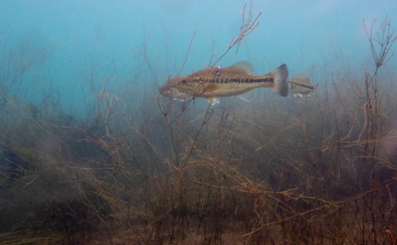 外来生物の駆除（かいぼりを含む）