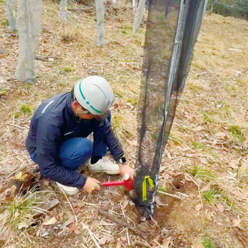 ソダチーナ手順2