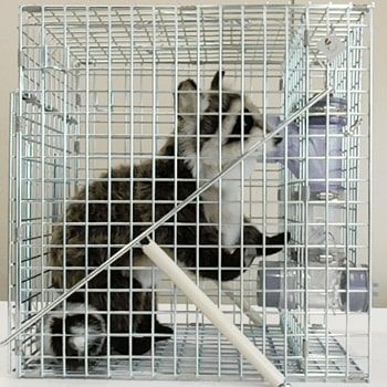 アライグマ専用箱わな：栄ヒルズU type Raccoon Cube ラクーンキューブ 栄工業 捕獲器 | 鳥獣被害対策ドットコム