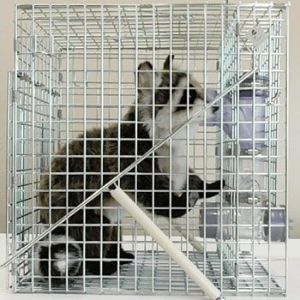 アライグマ専用箱わな：栄ヒルズU type Raccoon Cube ラクーンキューブ 栄工業 捕獲器